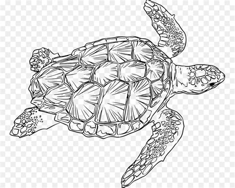 Kamu hanya perlu menggambar oval untuk cangkangnya, kemudian diikuti sebuah kepala dan ke empat kakinya. Kumpulan gambar untuk Belajar mewarnai: mewarnai gambar ...