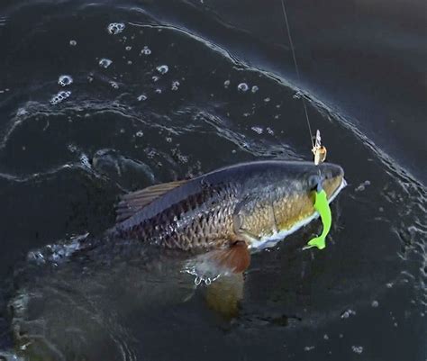Marsh Redfish Taken On Egret Baits Bayou Spin With A 35 Inch
