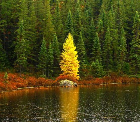 Depending on what state you live in, there are actually laws that can put you in trouble for cutting trees without proper cause. 200 seeds Golden Larch tree pine wood pinus antifungal ...