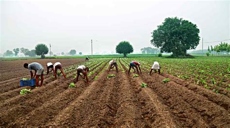 Sowing Increased By 7 In Demonetisation Period The Statesman