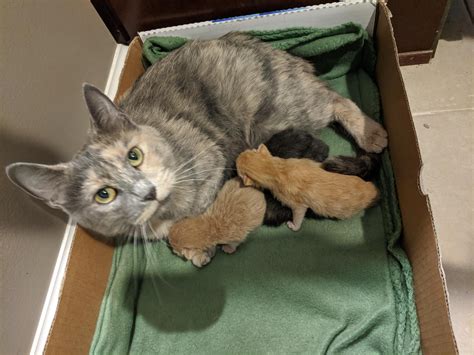 Our foster cat had four purrfectly healthy kittens this morning. : r/aww