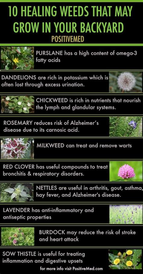 10 Healing Weeds That May Grow In Your Backyard Pictures Photos And