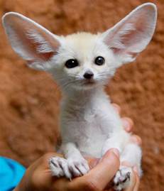 10 Cute Animals With Big Ears