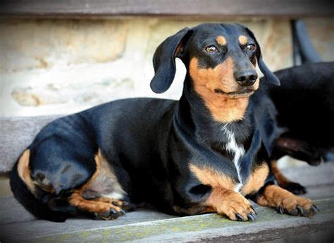 6 Common Skin Issues In Dachshunds Dog And How To Avoid Them Dachzone
