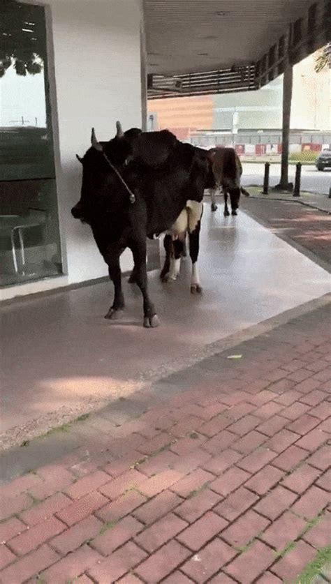 46+ mco malaysia gif pics. Cows Queue Outside Klang Bank During MCO, They Practice ...
