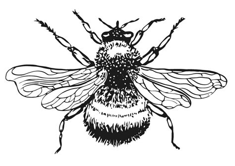 Download coloring pages of a honey bee. Bumble Bee Clip Art Free - Cliparts.co