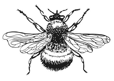 Pages (550 words) approximate price: Bumble Bee Clip Art Free - Cliparts.co