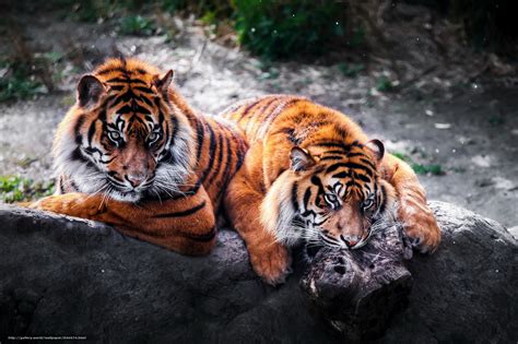 Découvrez des captures d'écran, lisez les derniers avis des clients et comparez les évaluations pour fonds d'écran 4k. Tlcharger Fond d'ecran Tigres, Rotterdam, Zoo, Diergaarde ...