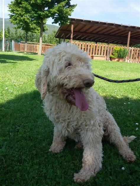 The lagotto romagnolo is a small to medium sized dog with thick curly hair and a bright, happy demeanor. Lagotto Romagnolo (Hündin) - Salina sucht ein Zuhause ...