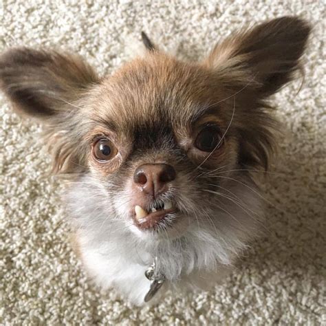 23 Chihuahua Underbite L2sanpiero