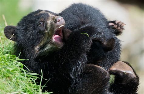 Photos Of The Week 726 81 Spectacled Bear Animals Bear Cubs