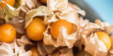 Gambar buah ciplukan yang sangat cantik dan enak untuk di pandang. 22 Manfaat Ciplukan dari Buah, Daun, Batang, hingga ...
