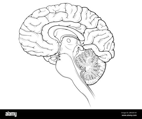 Brain Midsagittal View Stock Photo Alamy
