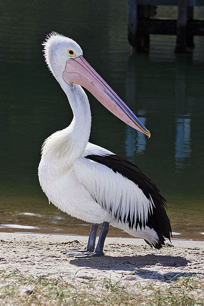 Pelican Facts