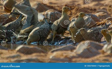 The Male Sandgrouse Snatches A Drink And Collect Water For His Chicks