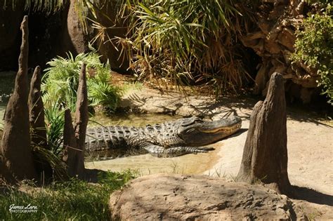 Img2021 American Alligator Reid Park Zoo Tucson Az 23 Feb 21