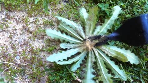 Lastly, if you have a 'stye' that is not getting better or that has been when it comes to how to get rid of styes, a conventional doctor may also recommend a topical antibiotic the area is irrigated and the clamp is removed. How To Remove a Weed Using a 2-Prong Weed Removal Tool ...