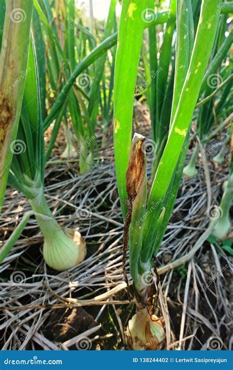 Purple Blotch Disease On Onion Stock Photo Image Of Leaf Alternaria