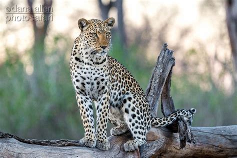 Out of nowhere this being appears next to him and makes him fall from the 3rd floor. a leopard panthera pardus surveys her surroundings in the ...