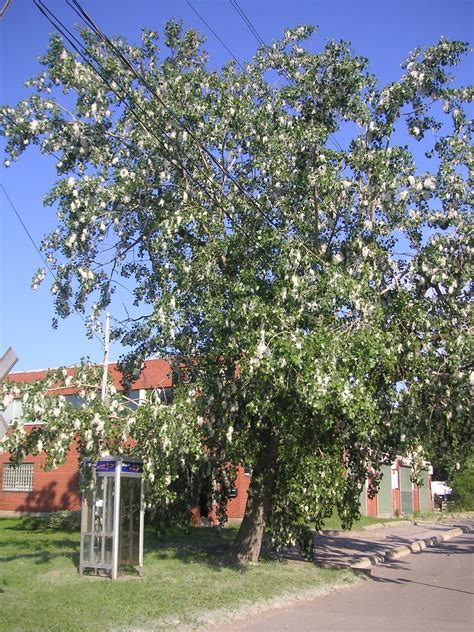 We would like to show you a description here but the site won't allow us. Cottonwood tree in bloom | Beatrice Murch | Flickr