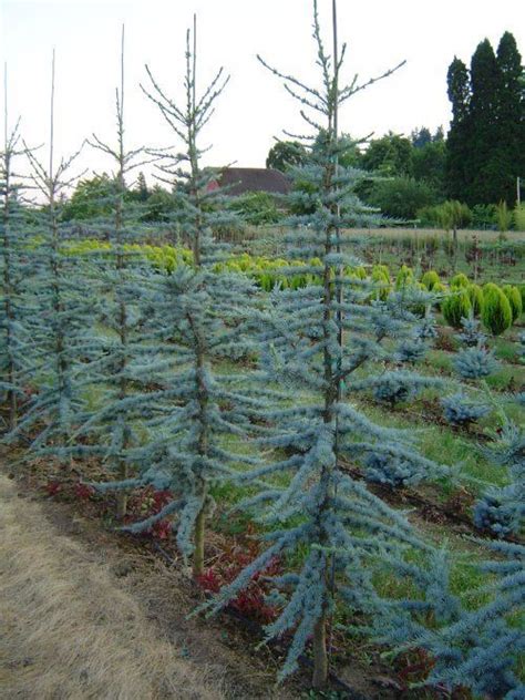 Horstmann Blue Atlas Cedar Dwarf Conifers Garden Landscaping With