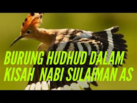 Pertanyaan yang kemudian muncul adalah seperti apakah bentuk burung hud hud ini? Burung Hud Hud Dalam Kisah || Nabi Sulaiman AS - YouTube