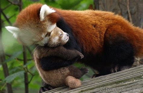 Pin By Cat Bruton On Cute And Fluffy Red Panda Baby Cute Animals