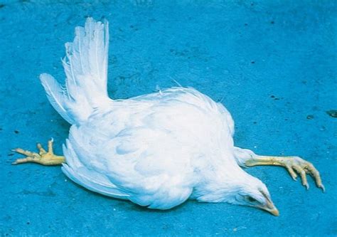 Mareks Disease Md In Commercial Layers And Broilers Pashudhan Praharee