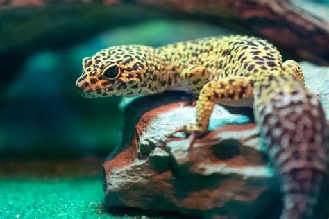 6 Essential Things A Leopard Gecko Needs In Its Tank Leopard Gecko