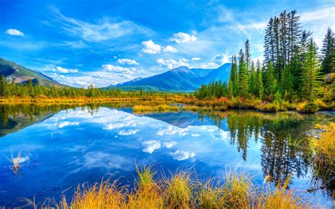 Lake And Yellow Grass, Pine Trees, Reflecting The Blue Sky ...