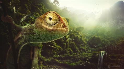 Wallpaper Digital Art Nature Lizards Green Wildlife Amphibian