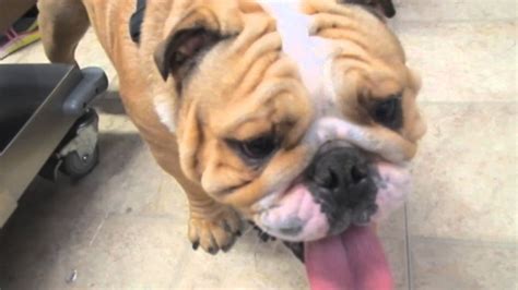 More severe cases can result in chronic. Rupert at Dr Kraemer's before soft palate surgery Dr ...