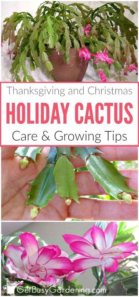 Some of the links in this post may be affiliate links. Holiday Cactus Care: How To Grow Thanksgiving and ...
