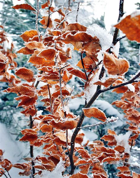 Leaves Covered Snow Foliage Winter Frost Nature Ice Hard Rime