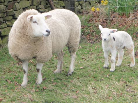 Biobest Offering A Range Of Diagnostic Tests For Sheep