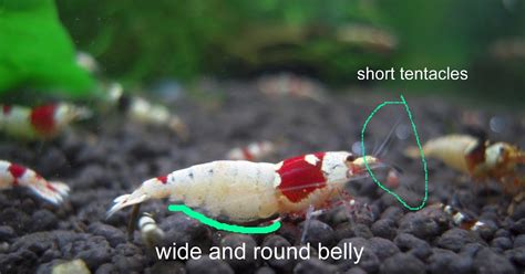 Crystal Red Shrimp How To Distinguish Female And Male