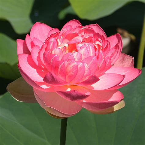 Carers exclusive from £4 per month. Lotus Flowers - Nelumbo nucifera | Nurseries Online UK
