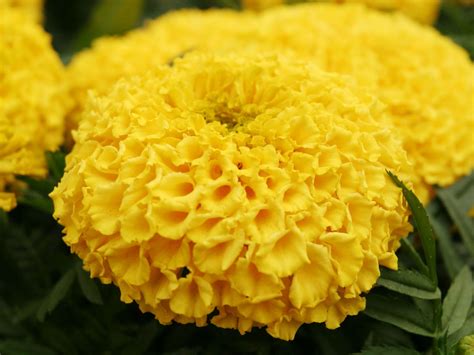 Wallpapers Marigold Flowers Wallpapers