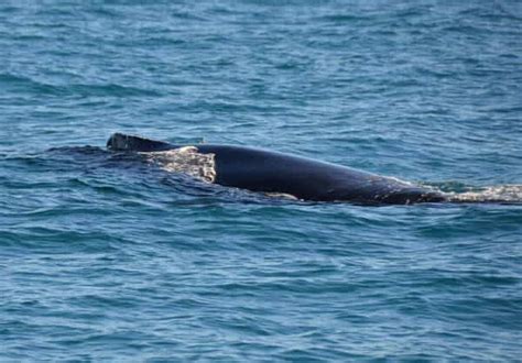 The Best Broome Whale Watching Tour 2021 Perthtravelers