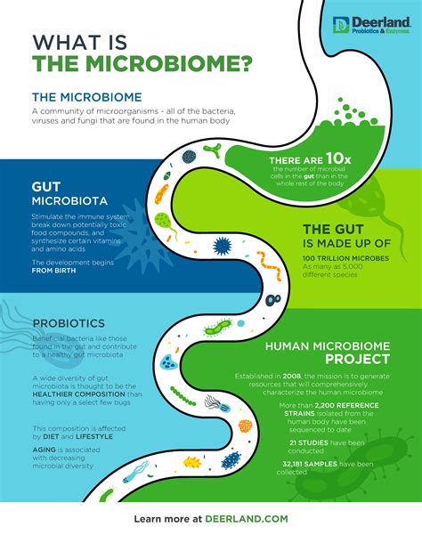 What Is The Microbiome Deerland Probiotics And Enzymes