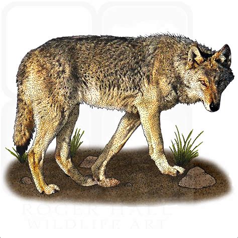 Stock Art Drawing Of A Steppe Wolf