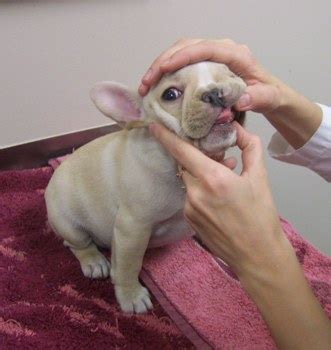 When do puppy's teeth fall out? French Bulldog Puppies Born 12-30-09