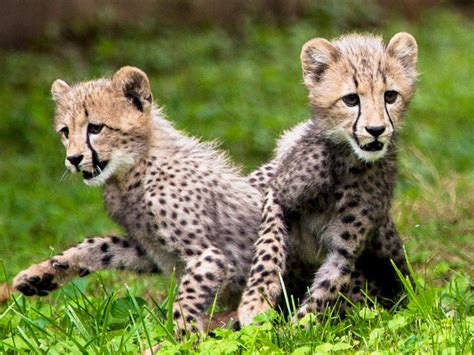 Cheetah Cubs Make Debut At National Zoo Photo 18 Pictures Cbs News
