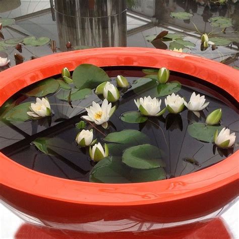 Garden ponds are great for wildlife, and if you add pond plants you don't need a pond filter. Container ponds kit | Pond-in-a-pot | Buy fibreglass ...