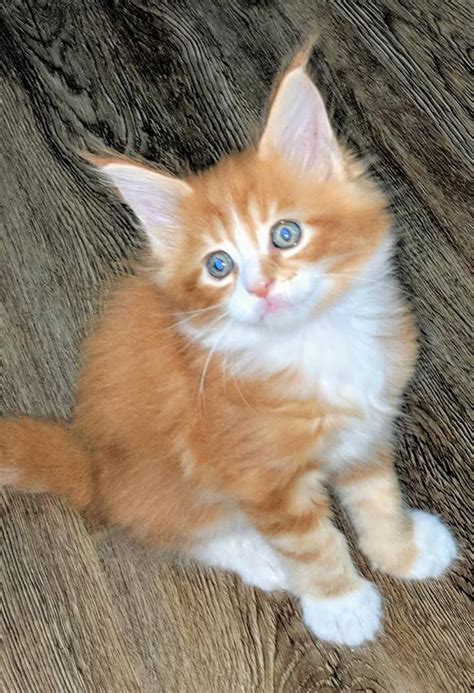 This is opticoons princess layla showing off her near perfect color match of silver and black. Florida Maine Coon Kitten Arrow for sale