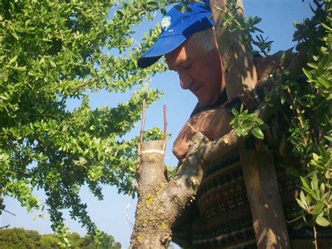 See more of μπόλιασμα/ εμβολιασμός δέντρων tree grafting on facebook. ΠΟΛΙΤΙΣΜΟΣ- ΑΝΑΠΤΥΞΗ: Αγροτικά-Φύση