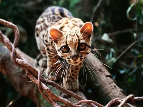 Adorable Margay Cats And Their Unbelievable Abilities 9 Pictures