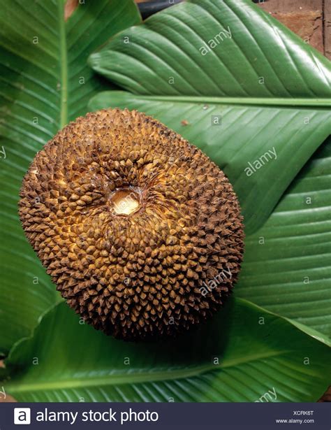 Artocarpus Integra High Resolution Stock Photography And Images Alamy