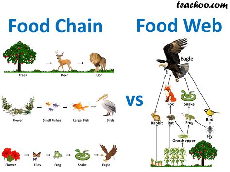 Scientists sometimes describe this dependence using a food chain or a food web. What is the difference between Food Chain and Food Web ...
