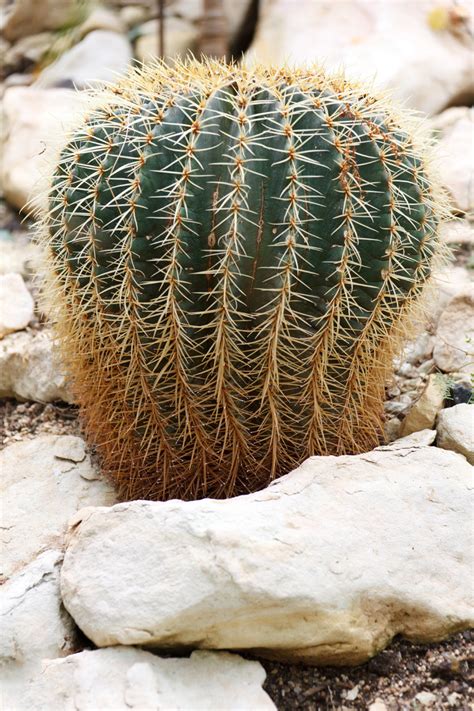 Many cacti, when they're actively growing and healthy, produce a cottony fibrous down. Growing Cactus Free Stock Photo - Public Domain Pictures